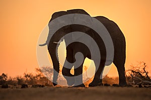 A dramatic backlit portrait of an elephant walking with a golden sunset in the background