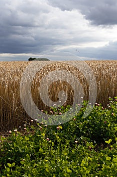 Dramatic Barley Field with Stormy Sky at Harvest Time