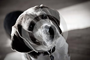 Dramatic Beagle Dog Portrait