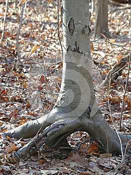 Dramatic Beech Tree Roots Growing Above Ground Autumn