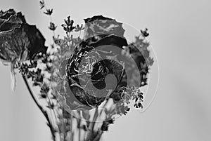 Dramatic black and white dried flowers 2