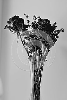 Dramatic black and white dried flowers 3