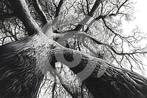 Old tree in black and white. 3D illustration. photo