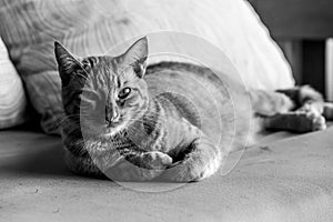 Dramatic black and white image of a cat sunbathing outside, relaxing and peaceful.