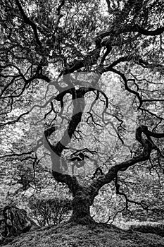 Dramatic Black and White Japanese Maple