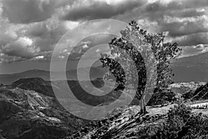 Dramatic black and white landscape image of old isolated sunlit tree on top of a ridge in the caribbean mountains of the dominican