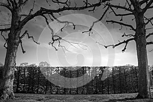 Dramatic Black and White Photo of Two Trees Against a Moody Cloudy Sky. Copy space