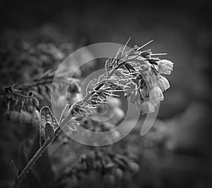 Dramatic black and white version with a beautiful flower