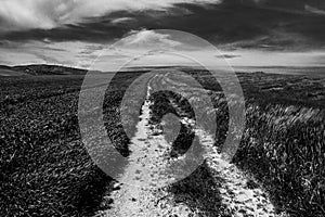 Dramatic black and white wheat fields, landscape.