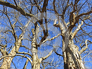 Dramatic Blue Sky and Bare Trees in January