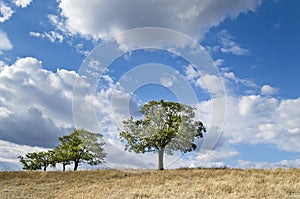 Dramatic Blue Sky, Meadow and a tree