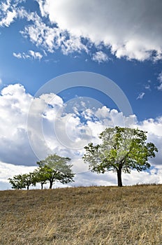 Dramatic Blue Sky, Meadow and a tree