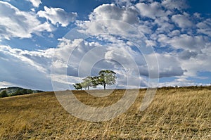 Dramatic Blue Sky, Meadow and a tree