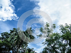 Dramatic blue sky in sunset time with floating fluffy clouds. Sunlight reflection from back making coconut palm tree silhouette.
