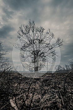 Dramatic Burned field from controlled burn