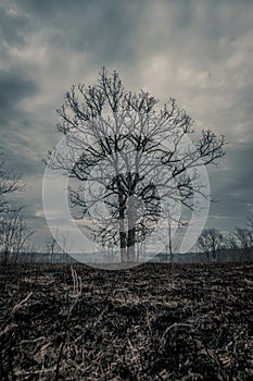 Dramatic Burned field from controlled burn