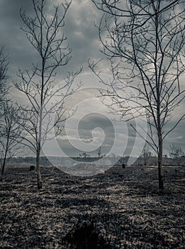 Dramatic Burned field from controlled burn