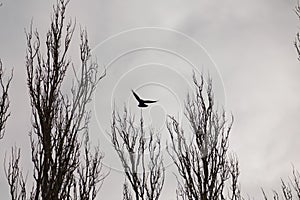 Dramatic capture of black crow flying above tree branch on grey sky background, copy space