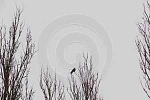 Dramatic capture of black crow sitting on tree branch on grey sky background, copy space