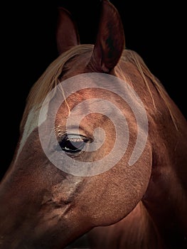 Dramatic close-up of the eye of a rust red horse head on a black background