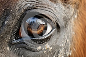 dramatic close-up of mares eye looking at her foal