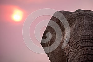A dramatic close up portrait of an elephant face and head against the sunset