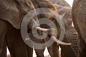A dramatic close-up portrait photograph of a herd of elephant bulls taken a dust bath