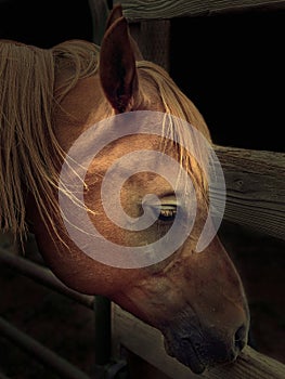 Dramatic close-up portrait of a redhead Arabian gelding in a paddock on a black background