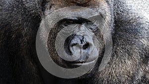 Dramatic  close-up portrait of a silverback gorilla