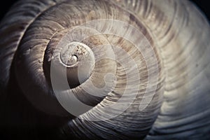 Dramatic close up of spiral shell,