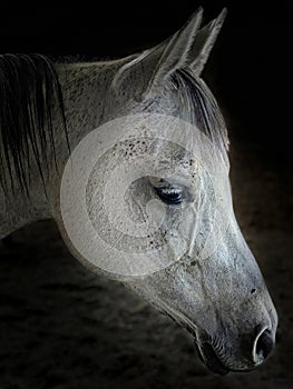 Dramatic close-up of a white horse head on a black background