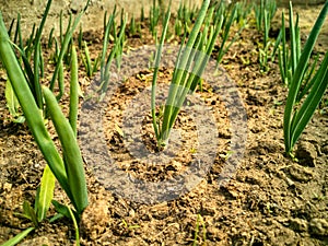 Dramatic close-up of young onion small biological farm sprout growing from dry dirt soil in home greenhouse