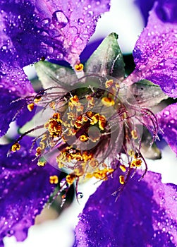 Dramatic closeup of Lagerstroemia speciosa. Beautiful flower of Queen's crepe-myrtle or Pride of India blossoms.