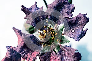 Dramatic closeup of Lagerstroemia speciosa. Beautiful flower of Queen's crepe-myrtle or Pride of India blossoms.