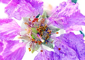 Dramatic closeup of Lagerstroemia speciosa. Beautiful flower of Queen's crepe-myrtle or Pride of India blossoms.