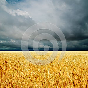 Dramatic clouds over golden field