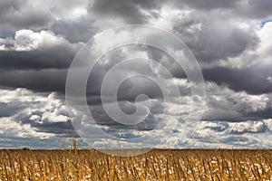 Dramatic clouds over a ripe corn field