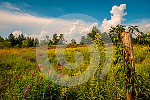 Dramatic Clouds Overgrown field