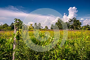 Dramatic Clouds Overgrown field