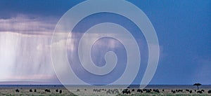 Dramatic clouds sun rays light burst wildebeest grazing on the savannah grasslands at the Maasai Mara National Game Reserve Park A