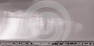 Dramatic clouds sun rays light burst wildebeest grazing on the savannah grasslands at the Maasai Mara National Game Reserve Park A