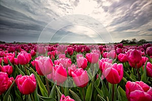 Dramatic cloudy sky over pink tulip field