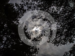 Dramatic cloudy sky and pine branches shadow background