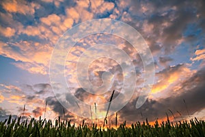 Dramatic Cloudy Sunset over Green Wheat Fields