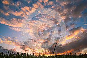 Dramatic Cloudy Sunset over Green Wheat Fields