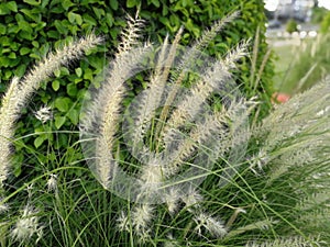 Dramatic cogon grass flower and beautiful sky in the background