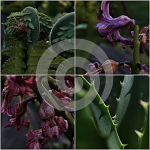 Dramatic collage of 4 photos: purple hyacinth, green scarlet thorns, pink withering hyacinth, fern curl.