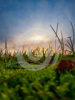 Dramatic and colorful Sunrise or sunset on a field covered with young green grass and yellow flowering dandelions in