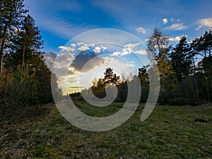 Dramatic and colorful Sunrise or sunset on a field covered with young green grass and yellow flowering dandelions in