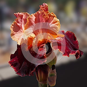 The Dramatic Colors of a Burgundy and Peach Iris